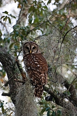 Barred owl-05-091811